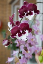 IMG_1507_small.jpg