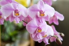 IMG_1474_small.jpg