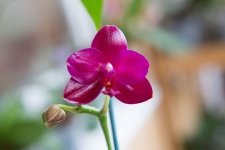 IMG_1529_small.jpg