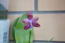 IMG_1534_small.jpg