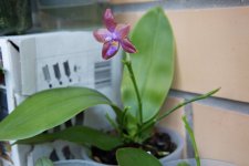 IMG_1536_small.jpg