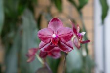 IMG_1539_small.jpg