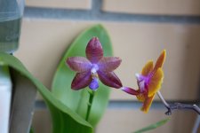 IMG_1553_small.jpg