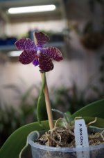 DSC02070.JPG