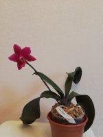 IMG_20210203_120358.jpg