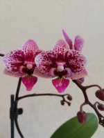 IMG_20210203_121656.jpg