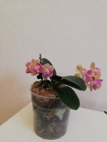 IMG_20210203_130230.jpg