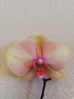 IMG_20210203_133936.jpg