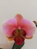 IMG_20201029_153325.jpg