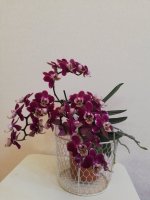 IMG_20210203_134518.jpg