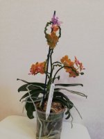 IMG_20210203_135540.jpg