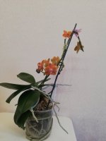 IMG_20210203_135547.jpg