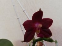 IMG_20210203_141326.jpg