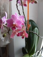 IMG_20210204_153200.jpg