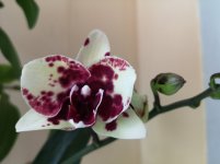 IMG_20210210_094742.jpg