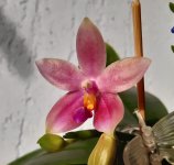 tetraspis c1 x bellina alba.jpg