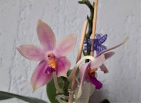 tetraspis c1 x bellina alba2.jpg