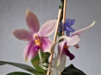 tetraspis c1 x bellina alba3.jpg
