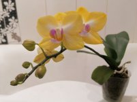 IMG_20210211_211026.jpg