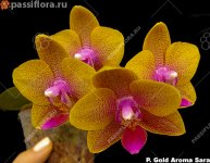 gold-aroma-sara3.jpg