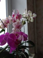 IMG_20210213_150803.jpg