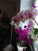 IMG_20210213_150817.jpg