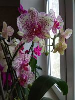 IMG_20210213_150832.jpg