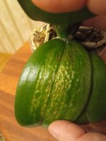 IMG_20210214_012653.jpg