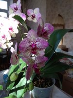 IMG_20210215_100545.jpg
