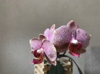 56161C5E-2BD5-4765-BD93-E3C124E575A9.jpeg