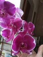 IMG_20210221_084949.jpg