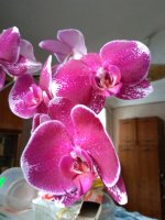 IMG_20210221_082342.jpg