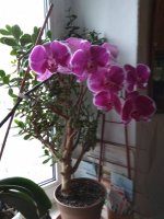 IMG_20210221_082518.jpg
