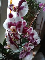 IMG_20210221_082644.jpg