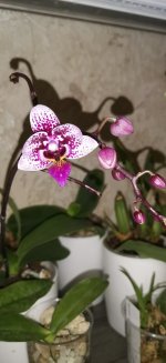 IMG_20210223_221835.jpg