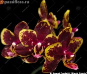 image-S-sweet_confetty_Black_Candy00.jpg