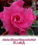Camellia var.jpg