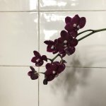 EB512D08-85C2-407F-A4D5-573D4451A480.jpeg