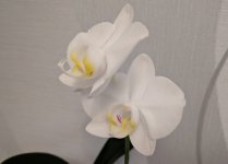IMG_20210121_150019~2.jpg