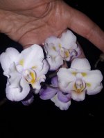 P.Liu Sakura.jpg