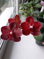 Phal.Golden Sun 1.jpg