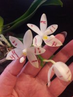 sumatrana x tetraspis (Sumaspice) 2.jpg