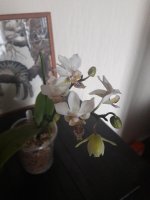 20180517_164602.jpg