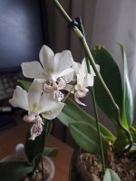 20180701_141315.jpg