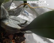 DSCN7954.JPG
