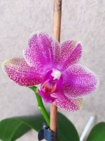 IMG_20210226_130818.jpg