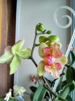 IMG_20210227_125718_HDR.jpg
