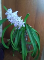 IMG_20210127_122034.jpg