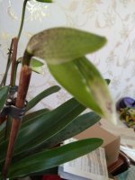 IMG_20210302_090432.jpg