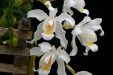 Coelogyne_cristata.jpg
